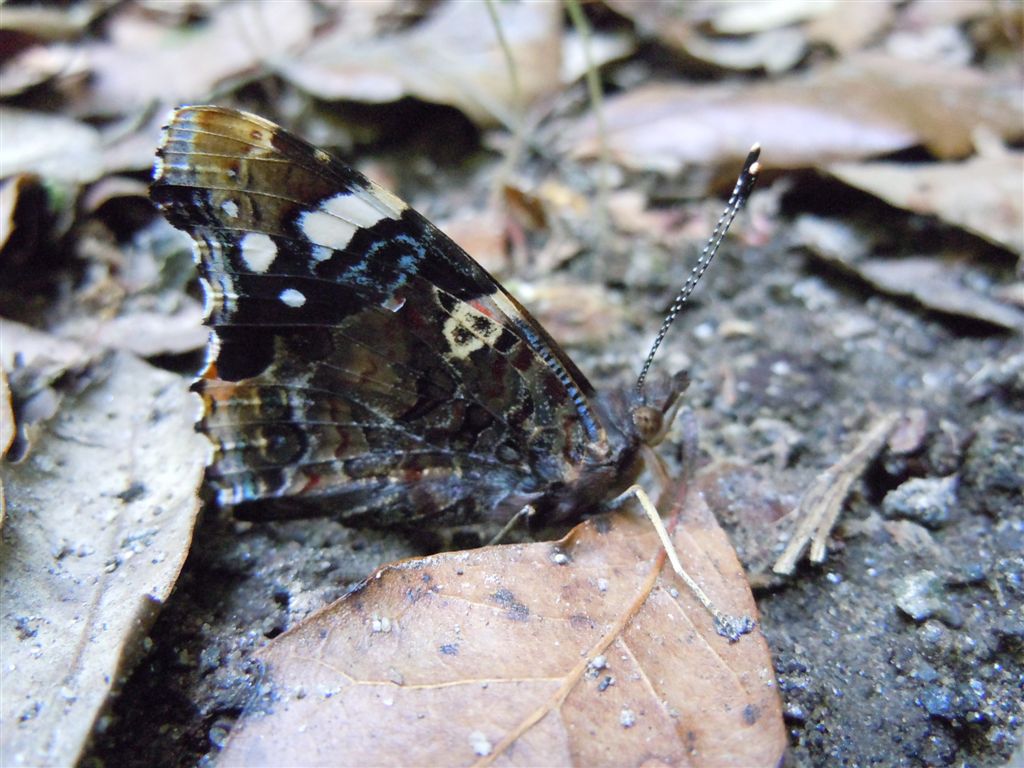 Vanessa atalanta